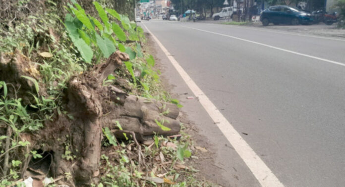 കുമ്പഴ പാലത്തിന് സമീപം പാതയോരത്ത് അപകടകരമായി മരക്കുറ്റികള് കുമ്പഴ പാലത്തിന് സമീപം പാതയോരത്ത് അപകടകരമായി മരക്കുറ്റികള്