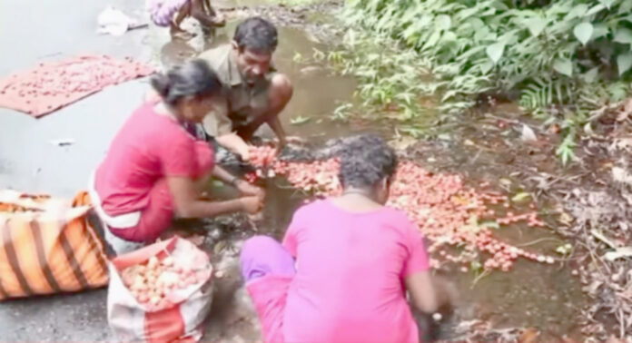 ശബരിമല വനമേഖലയിലെ ആദിവാസികള്ക്ക് വരദാനമായി മുട്ടിപ്പഴങ്ങള് ശബരിമല വനമേഖലയിലെ ആദിവാസികള്ക്ക് വരദാനമായി മുട്ടിപ്പഴങ്ങള്