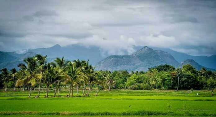 ഡാമുകളിൽ ആവശ്യത്തിന് വെള്ളമില്ലാത്തതോടെ പ്രതിസന്ധിയിലായി പാലക്കാട്ടെ നെൽ കർഷകർ ഡാമുകളിൽ ആവശ്യത്തിന് വെള്ളമില്ലാത്തതോടെ പ്രതിസന്ധിയിലായി പാലക്കാട്ടെ നെൽ കർഷകർ
