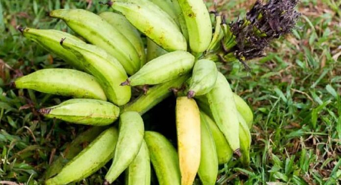 ഓണവിപണി സജീവമാകാനിരിക്കെ ഏത്തക്കായുടെ വില കുതിച്ചുയരുന്നു ഓണവിപണി സജീവമാകാനിരിക്കെ ഏത്തക്കായുടെ വില കുതിച്ചുയരുന്നു