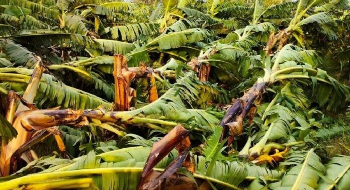 കനത്ത മഴയിലും കാറ്റിലും പ്രകൃതിക്ഷോഭങ്ങളിലും മലപ്പുറം ജില്ലയിൽ വന് കൃഷിനാശം കനത്ത മഴയിലും കാറ്റിലും പ്രകൃതിക്ഷോഭങ്ങളിലും മലപ്പുറം ജില്ലയിൽ വന് കൃഷിനാശം
