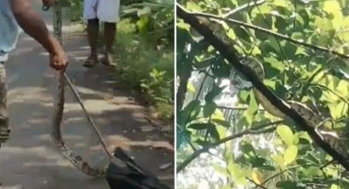 മുക്കത്ത് അങ്കണവാടിക്ക് സമീപം മരത്തിൽ കണ്ടെത്തിയ പെരുമ്പാമ്പിനെ പിടികൂടി മുക്കത്ത് അങ്കണവാടിക്ക് സമീപം മരത്തിൽ കണ്ടെത്തിയ പെരുമ്പാമ്പിനെ പിടികൂടി