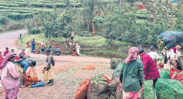 വയനാട് ദുരന്തത്തിന് പിന്നാലെ മാറ്റത്തിനൊരുങ്ങി തോട്ടം മേഖല വയനാട് ദുരന്തത്തിന് പിന്നാലെ മാറ്റത്തിനൊരുങ്ങി തോട്ടം മേഖല