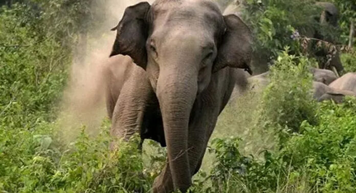 അതിരപ്പിള്ളിയിൽ വനംവകുപ്പ് ഉദ്യോഗസ്ഥർക്ക് നേരെ പാഞ്ഞടുത്ത് കാട്ടാന ; മൂന്നുപേർക്ക് പരിക്ക് അതിരപ്പിള്ളിയിൽ വനംവകുപ്പ് ഉദ്യോഗസ്ഥർക്ക് നേരെ പാഞ്ഞടുത്ത് കാട്ടാന ; മൂന്നുപേർക്ക് പരിക്ക്