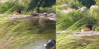 ഭവാനിപ്പുഴയിൽ ചാക്കിൽ മൃതദേഹങ്ങൾ കണ്ടെത്തിയ സംഭവം : പോലീസ് പ്രതിയെ തിരിച്ചറിഞ്ഞെന്ന് സൂചന