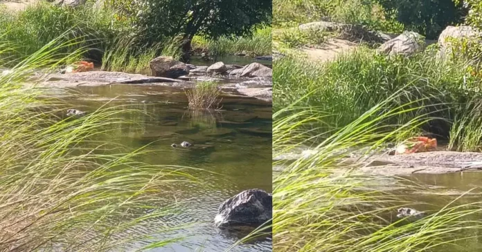 ഭവാനിപ്പുഴയിൽ ചാക്കിൽ മൃതദേഹങ്ങൾ കണ്ടെത്തിയ സംഭവം : പോലീസ് പ്രതിയെ തിരിച്ചറിഞ്ഞെന്ന് സൂചന ഭവാനിപ്പുഴയിൽ ചാക്കിൽ മൃതദേഹങ്ങൾ കണ്ടെത്തിയ സംഭവം : പോലീസ് പ്രതിയെ തിരിച്ചറിഞ്ഞെന്ന് സൂചന