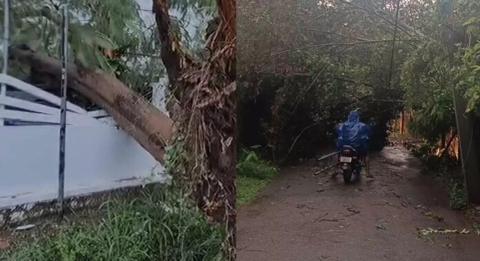 ചാലക്കുടിയില് ശക്തമായ മഴയിലും കാറ്റിലും മരങ്ങള് കടപുഴകി വീണു ചാലക്കുടിയില് ശക്തമായ മഴയിലും കാറ്റിലും മരങ്ങള് കടപുഴകി വീണു