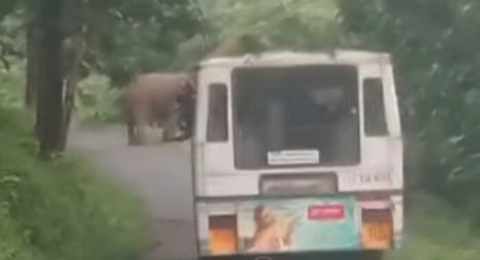 ആവണിപ്പാറയില് ബസ് കാത്തുനിന്നവരെ കാട്ടാന ഓടിച്ചു : കെ.എസ്.ആര്.ടി.സി. ബസിനു നേരെയും ആക്രമണം ആവണിപ്പാറയില് ബസ് കാത്തുനിന്നവരെ കാട്ടാന ഓടിച്ചു : കെ.എസ്.ആര്.ടി.സി. ബസിനു നേരെയും ആക്രമണം
